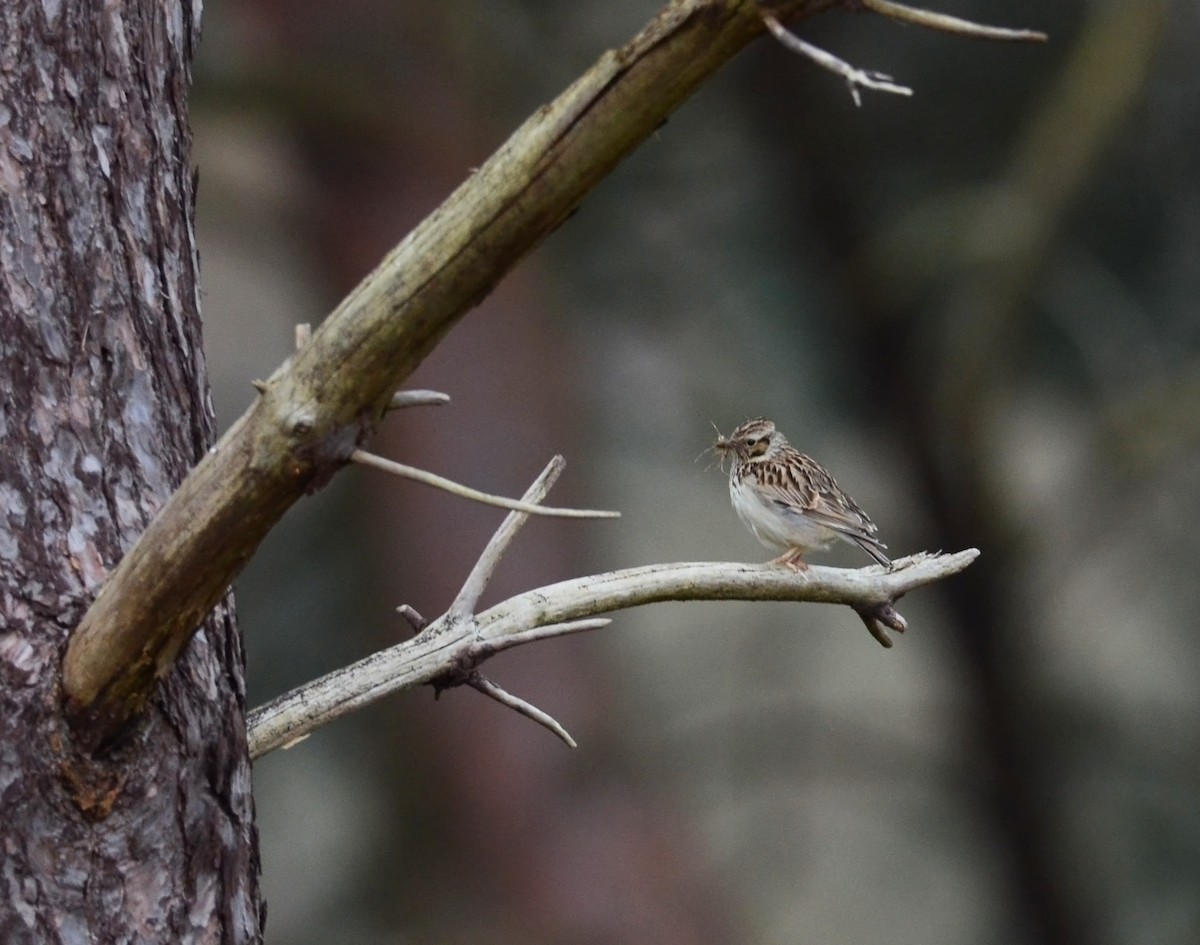 Wood Lark - Joshua Vandermeulen