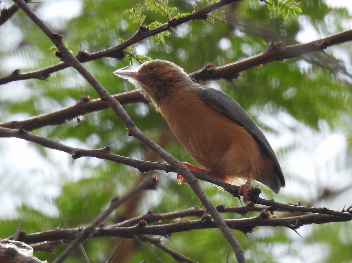 Red-faced Crombec - ML271771941
