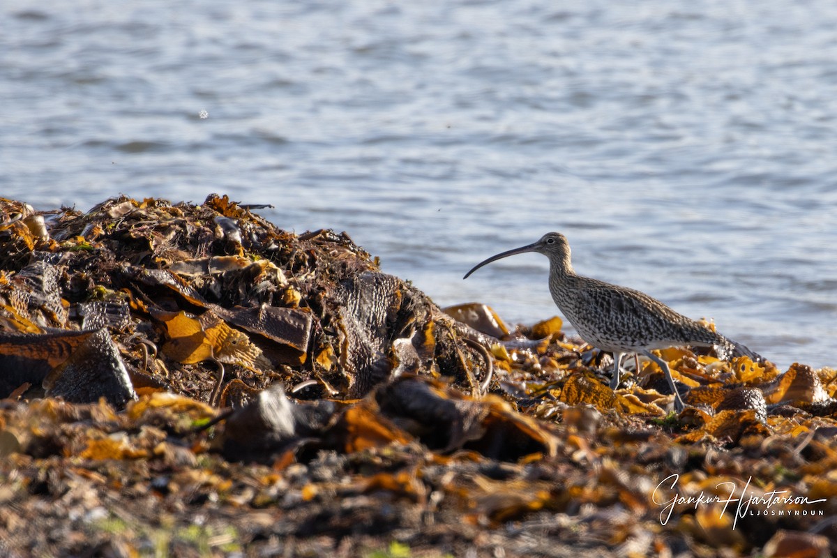 Eurasian Curlew - ML271772231