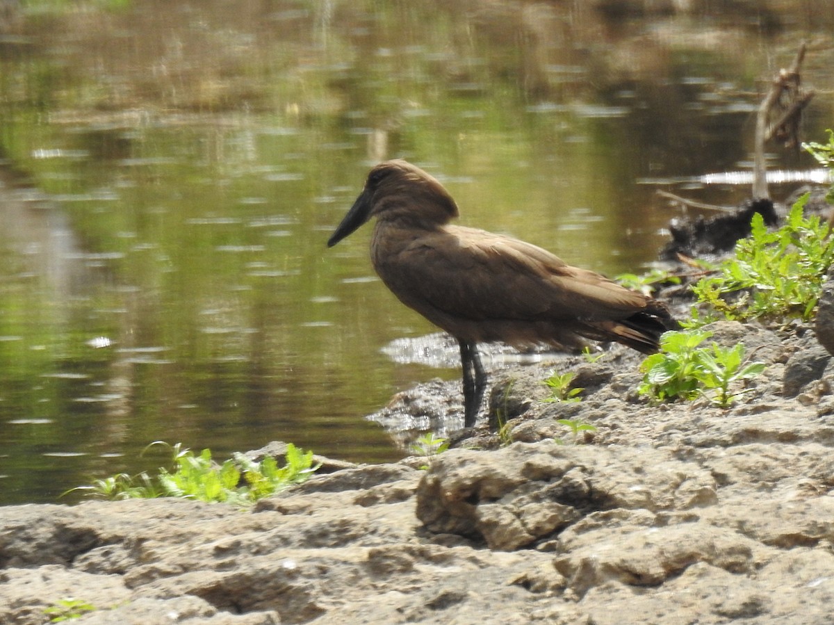 Hamerkop - ML271772471