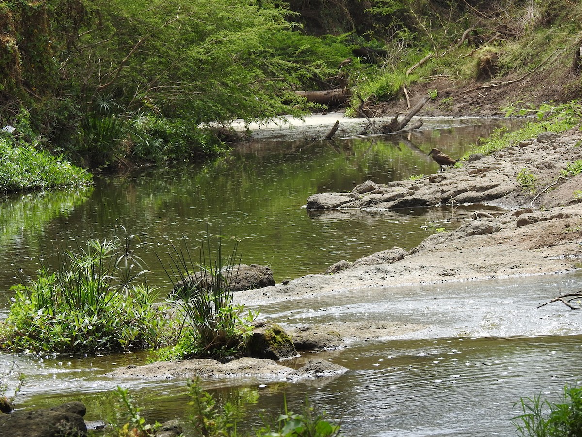 Hamerkop - ML271772561