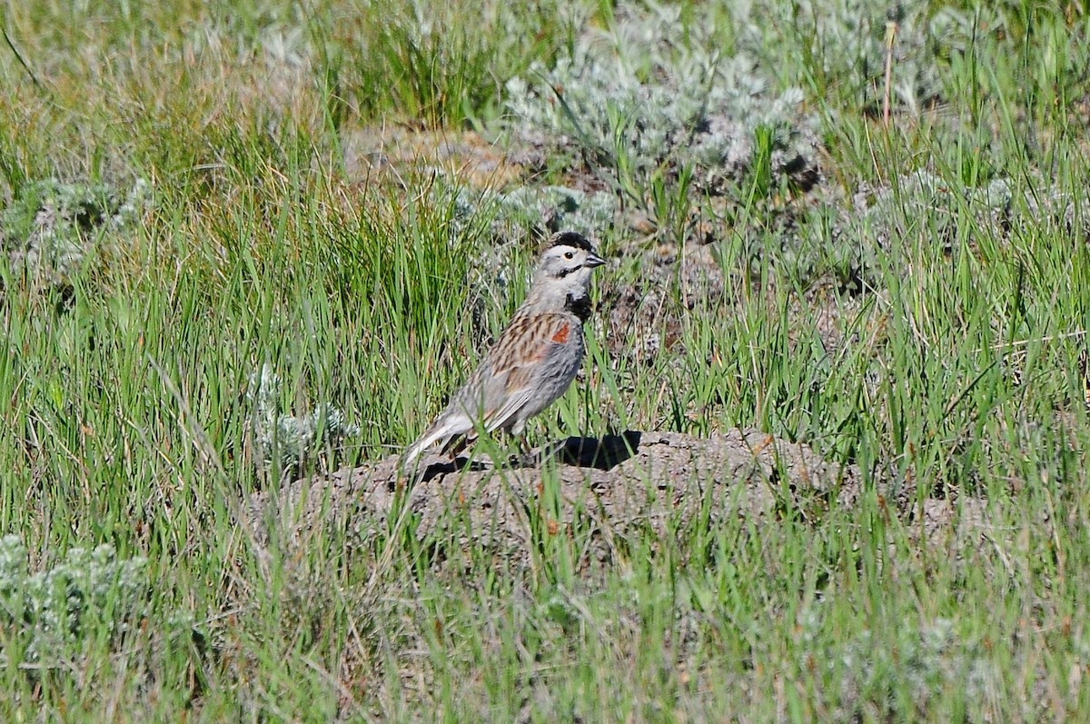 Thick-billed Longspur - ML271772771