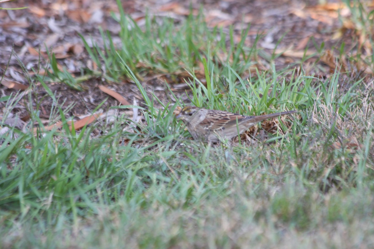 Golden-crowned Sparrow - ML271773571