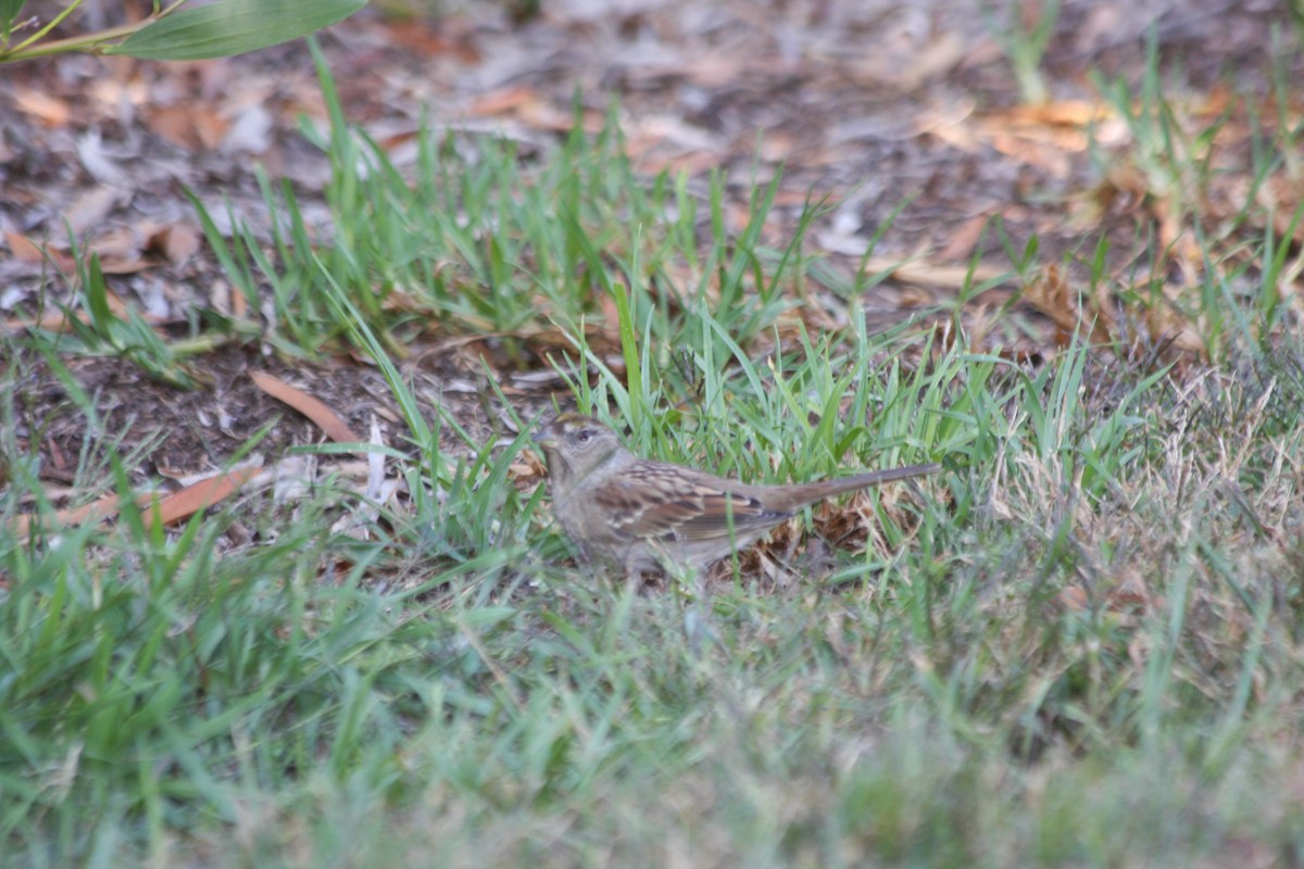 Golden-crowned Sparrow - ML271773591