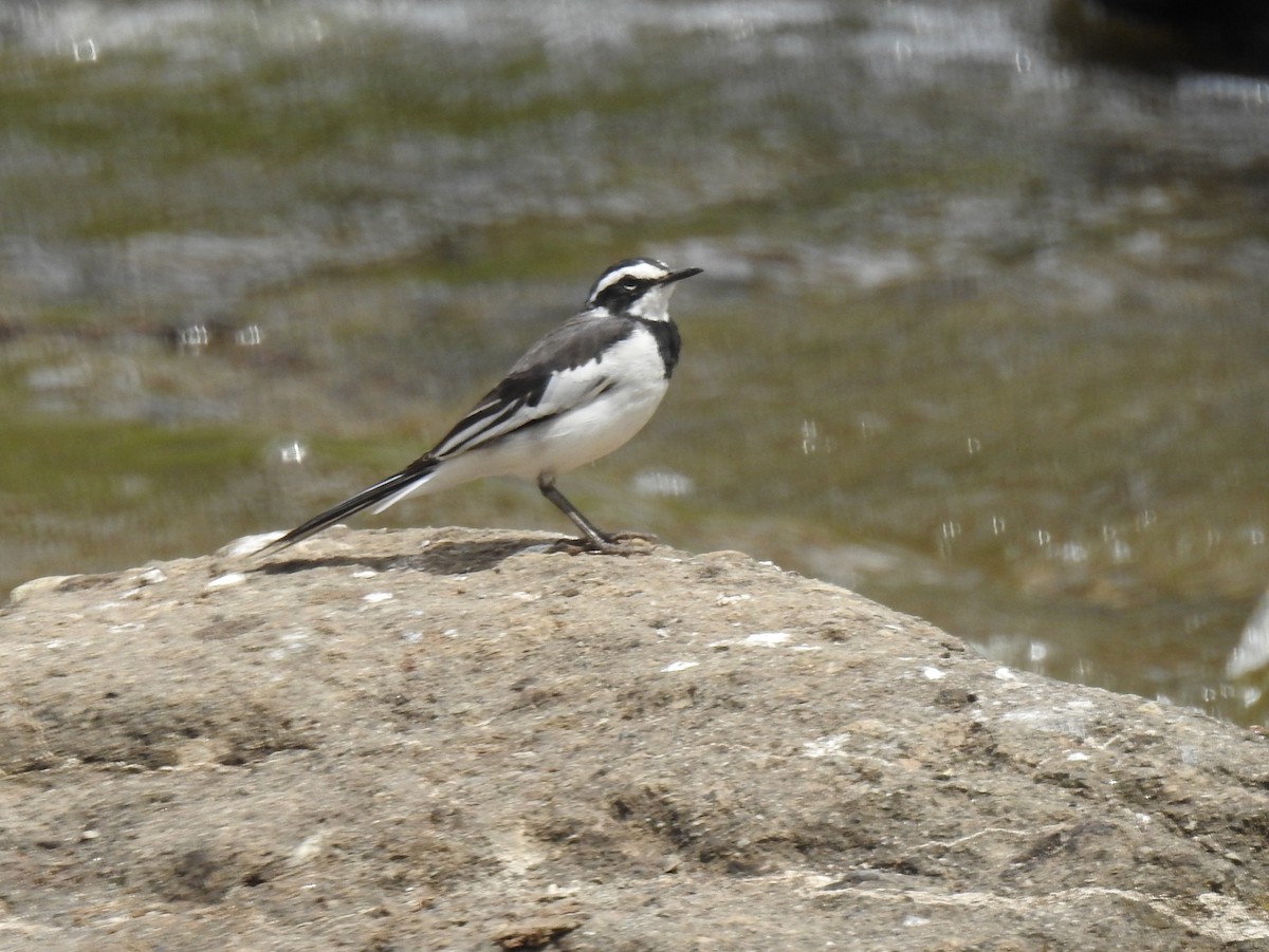 African Pied Wagtail - ML271773651