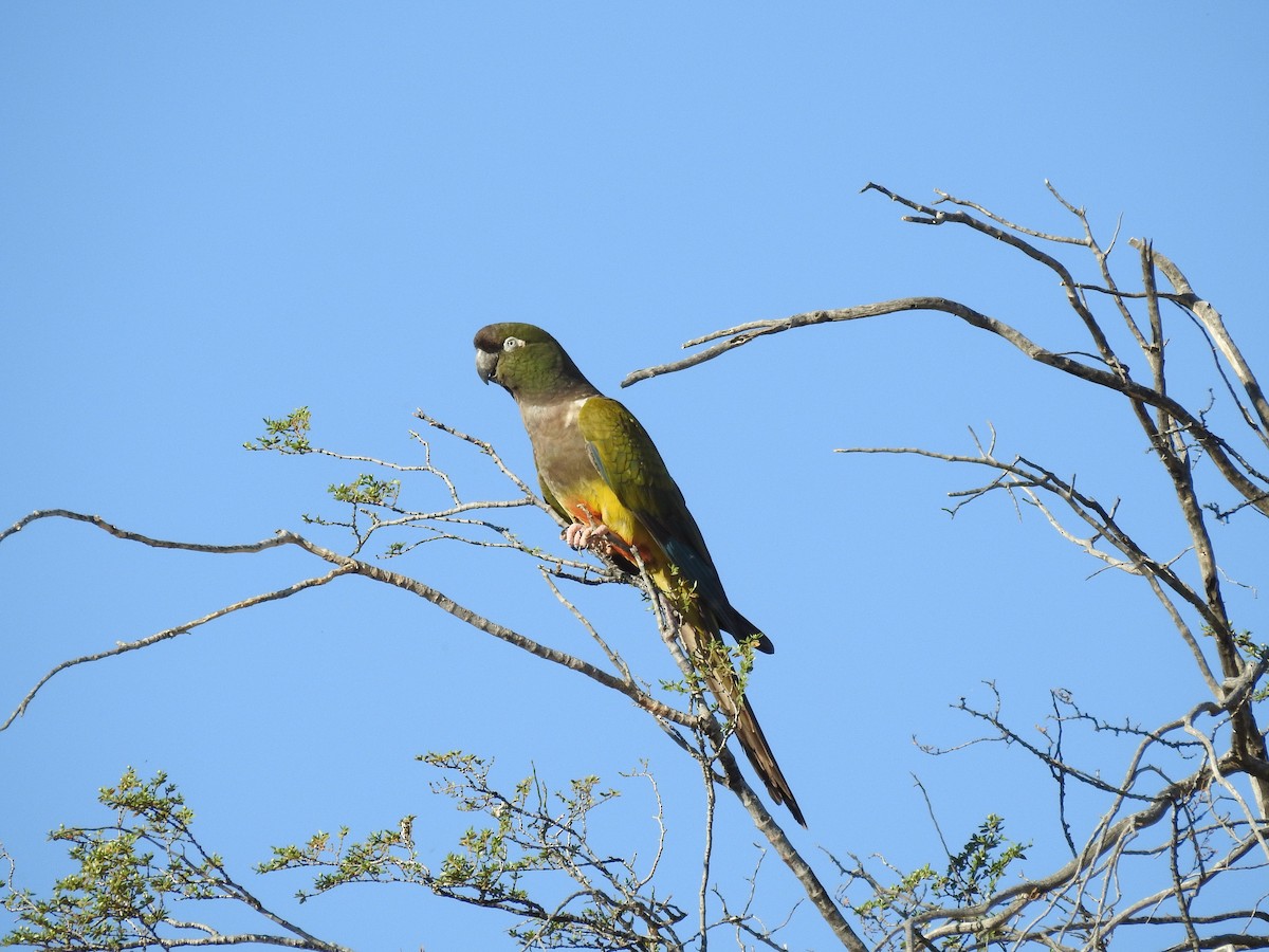 Burrowing Parakeet - ML271774681