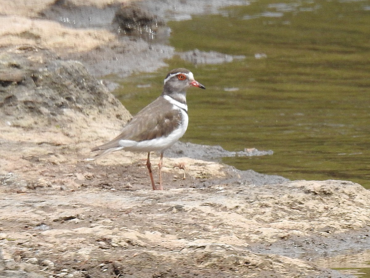Three-banded Plover - ML271774731