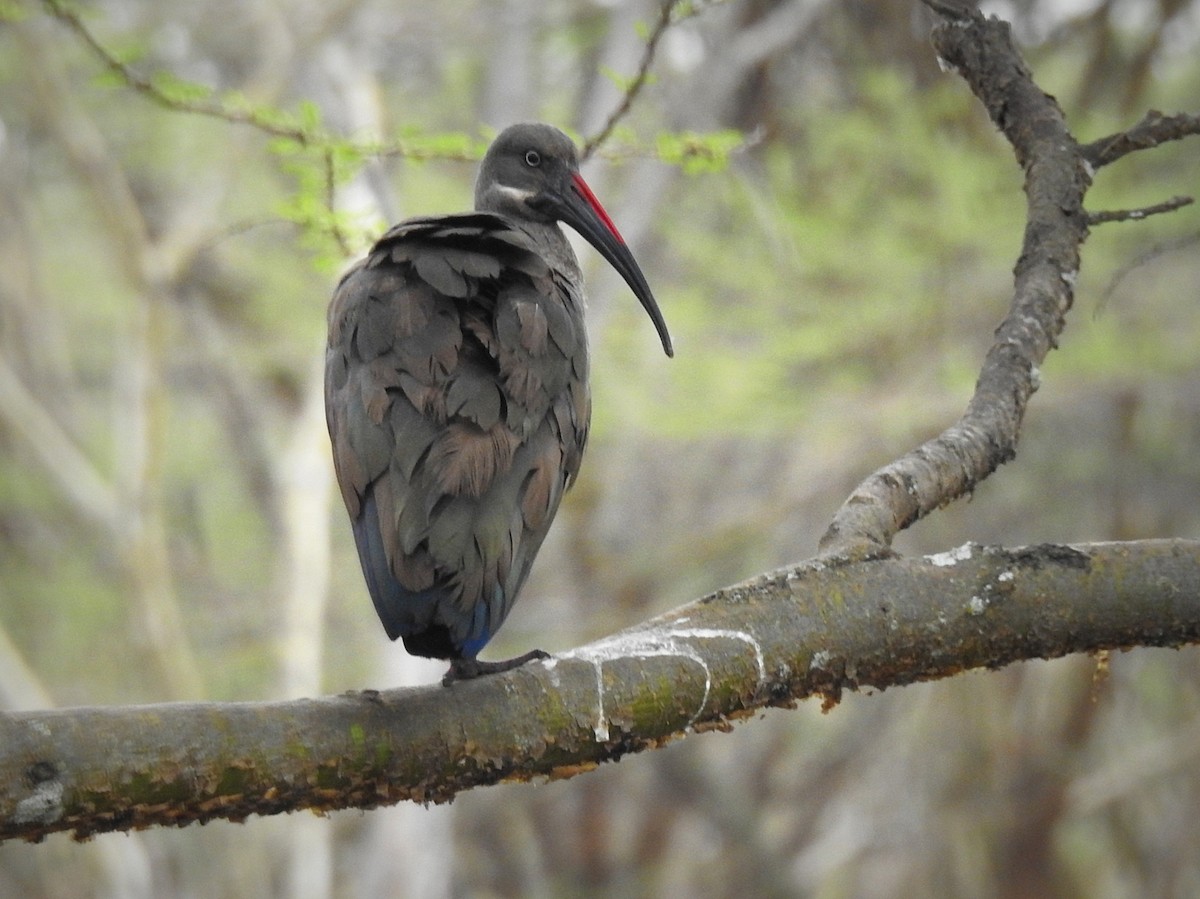 Hadada Ibis - ML271774941