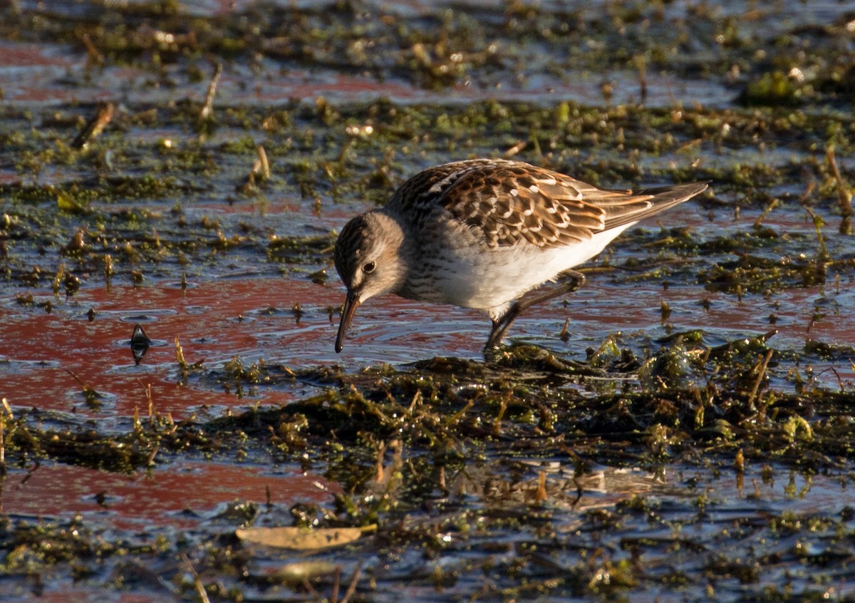 White-rumped Sandpiper - ML271775041