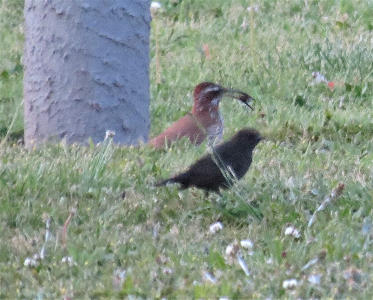 Scimitar-billed Woodcreeper - adriana centeno