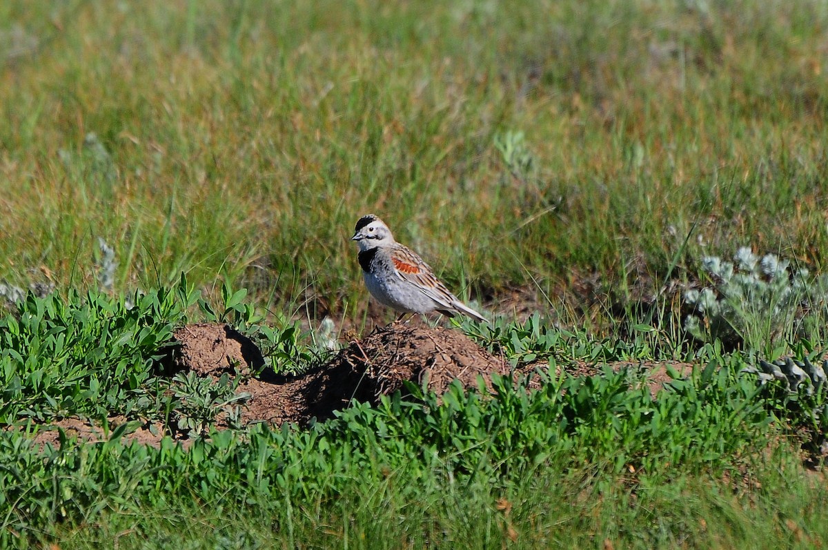 Thick-billed Longspur - ML271776161
