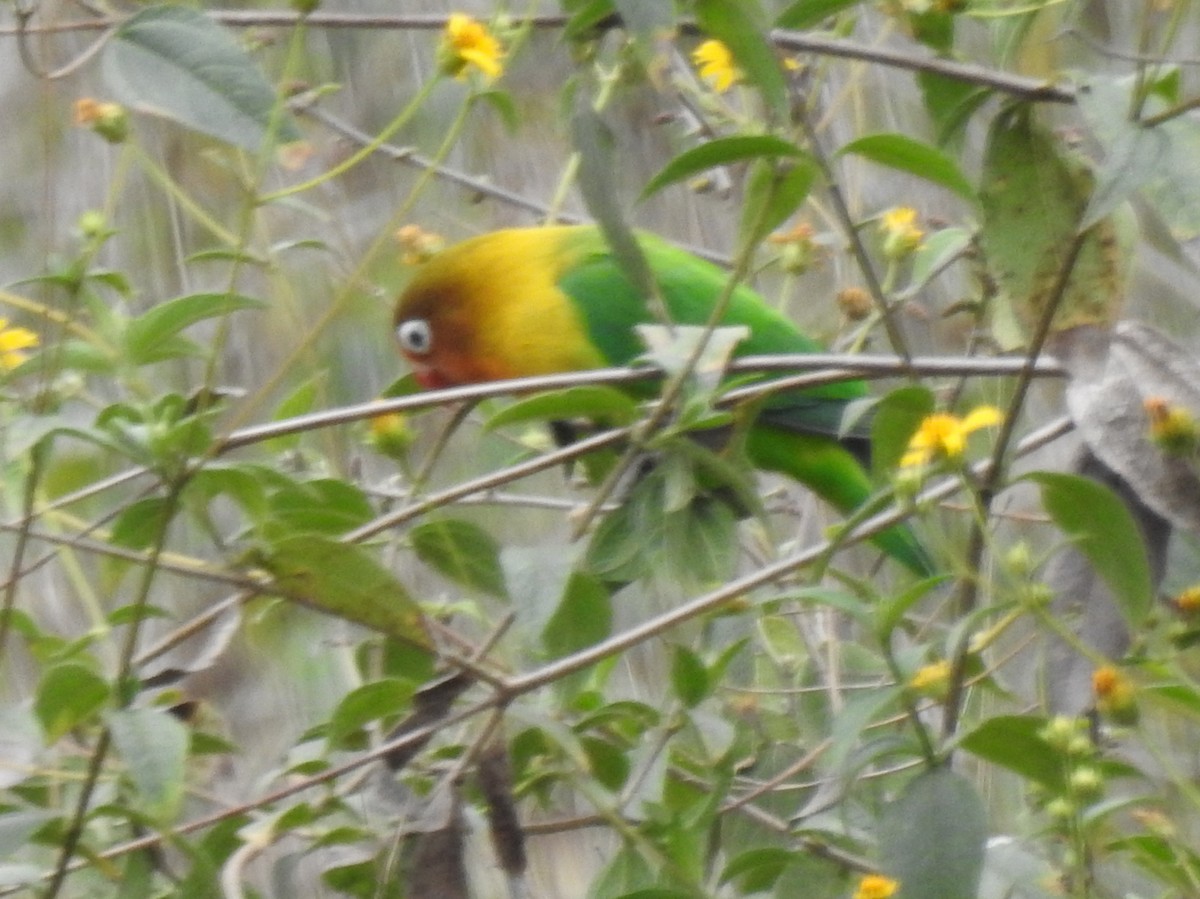 Fischer's x Yellow-collared Lovebird (hybrid) - ML271776911