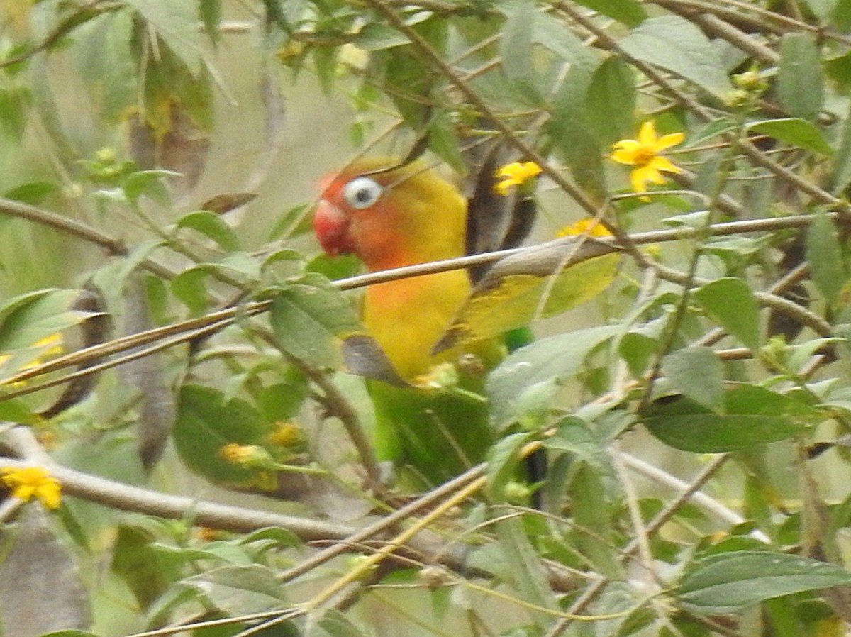 Fischer's x Yellow-collared Lovebird (hybrid) - ML271776961