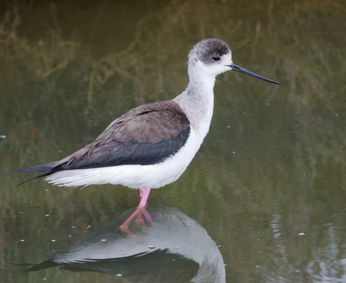 Black-winged Stilt - ML271777921