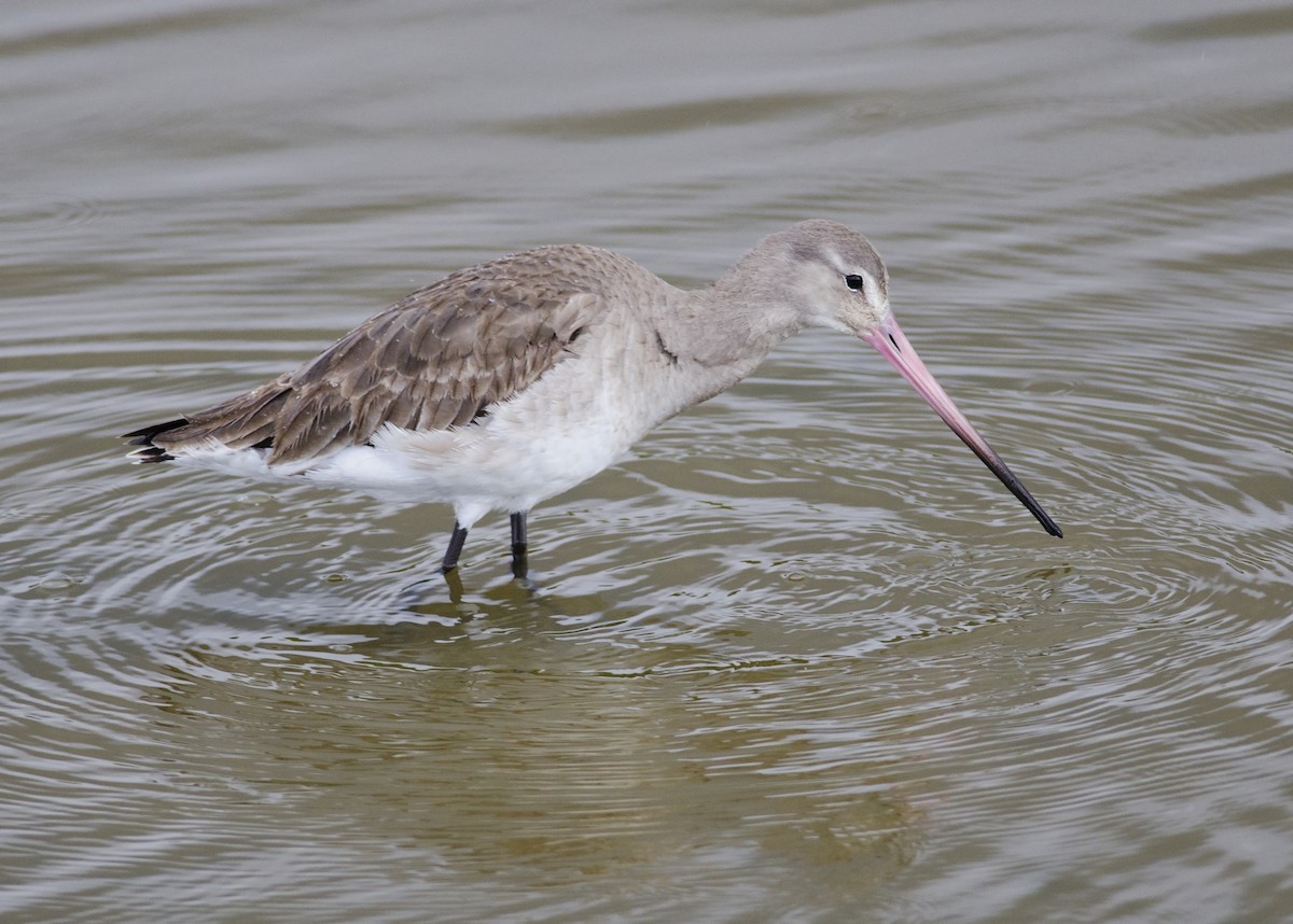 Black-tailed Godwit - ML271778031