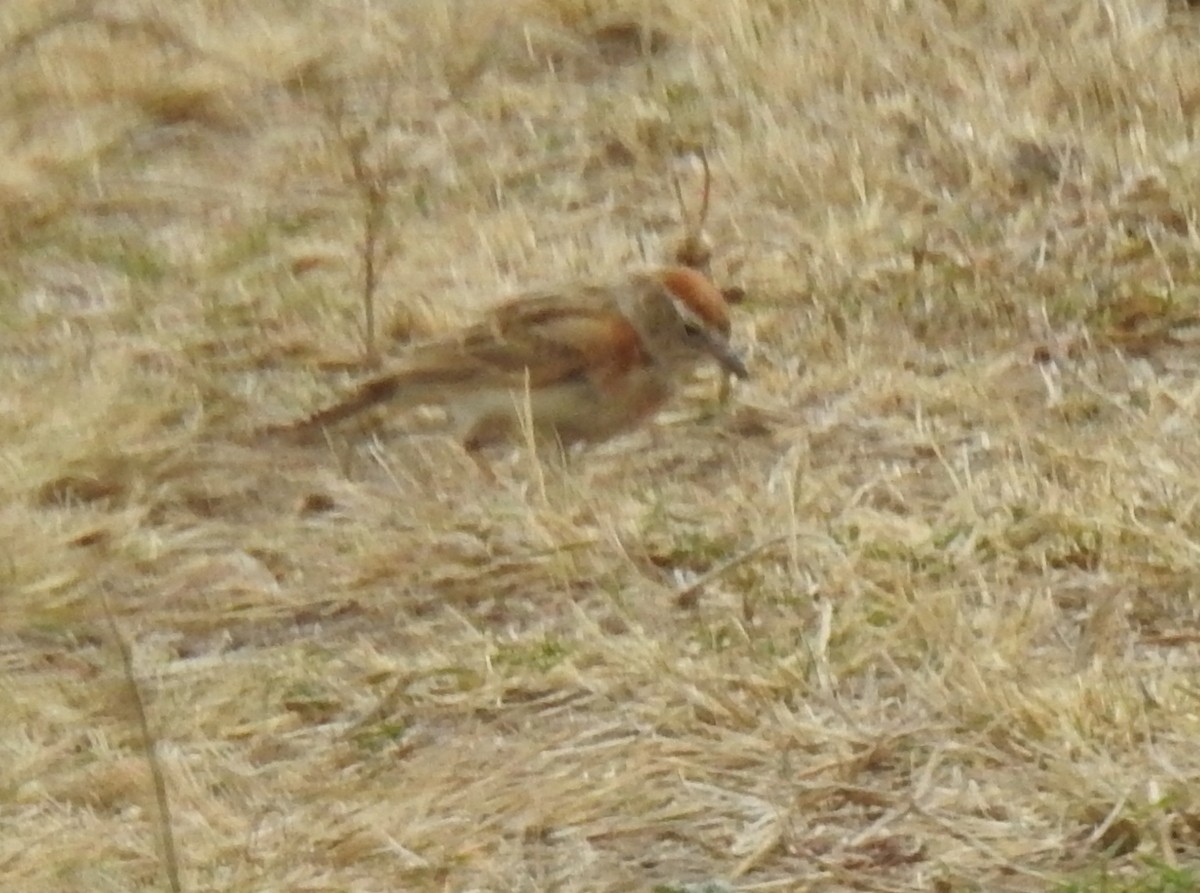 Red-capped Lark - ML271778201