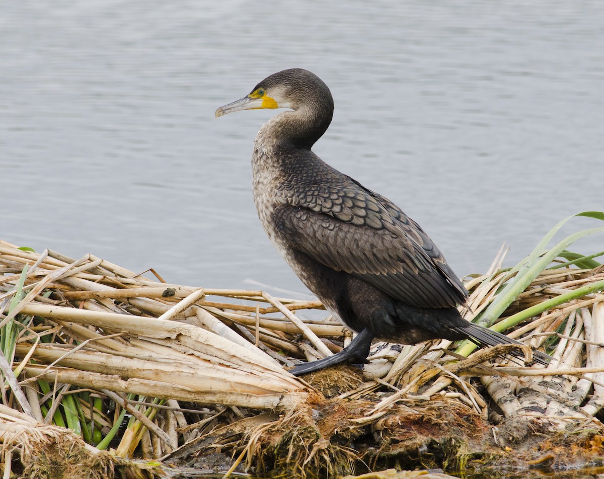 Great Cormorant - ML271778221