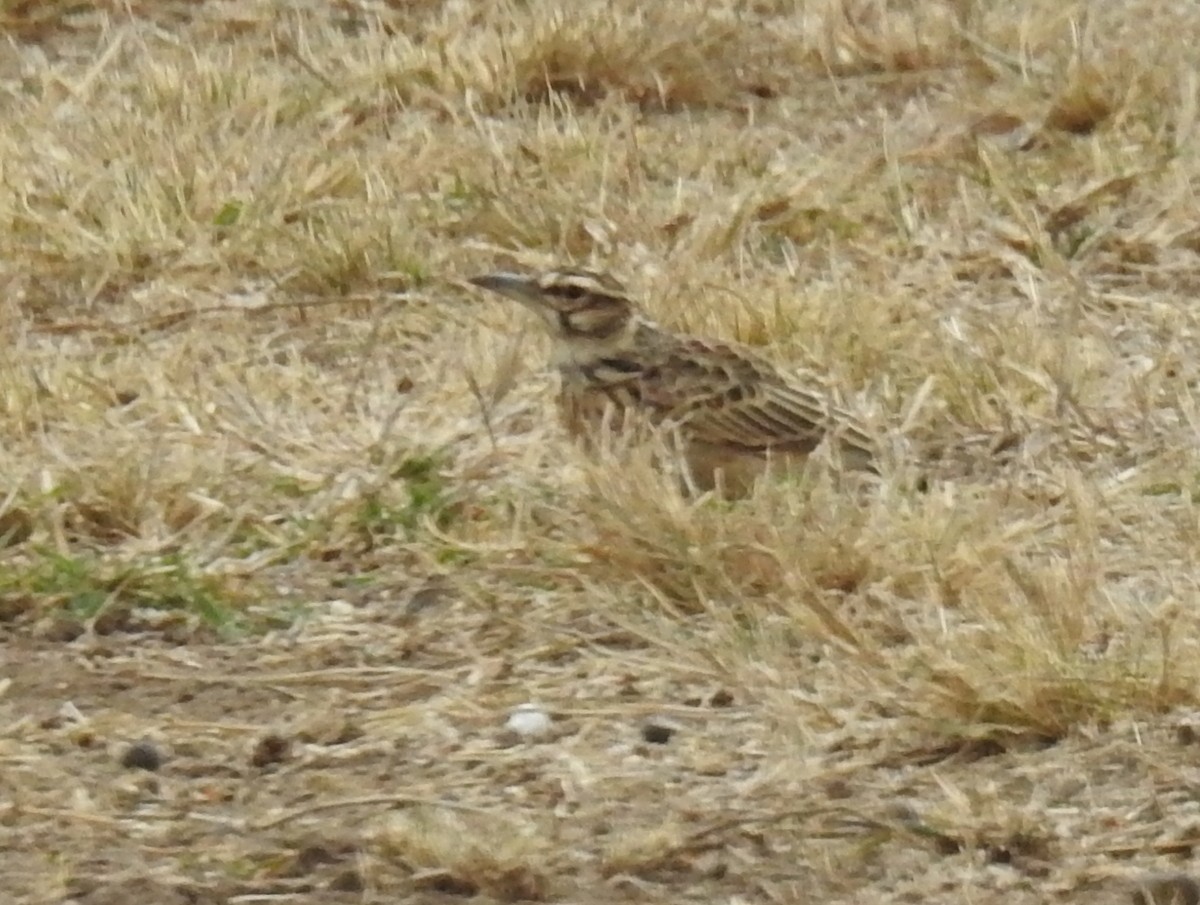 Short-tailed Lark - ML271778251