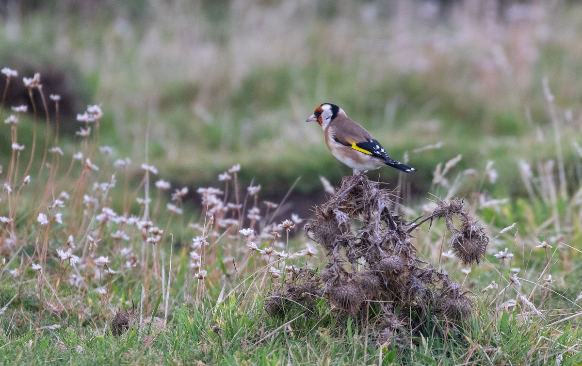 European Goldfinch - ML271779921