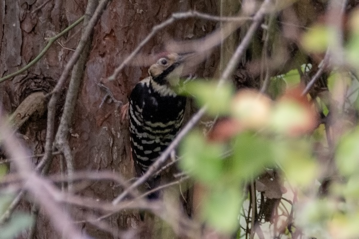 White-backed Woodpecker - ML271780321