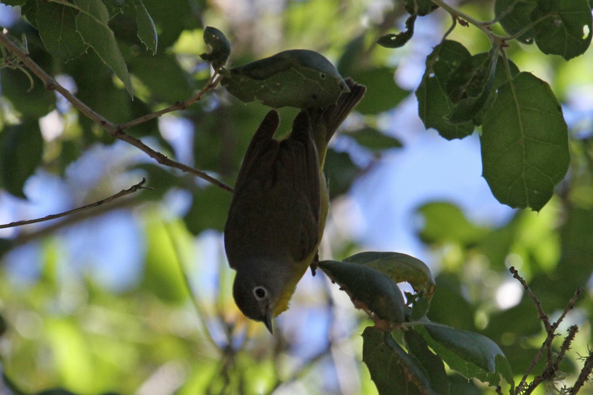 Nashville Warbler - ML27178611