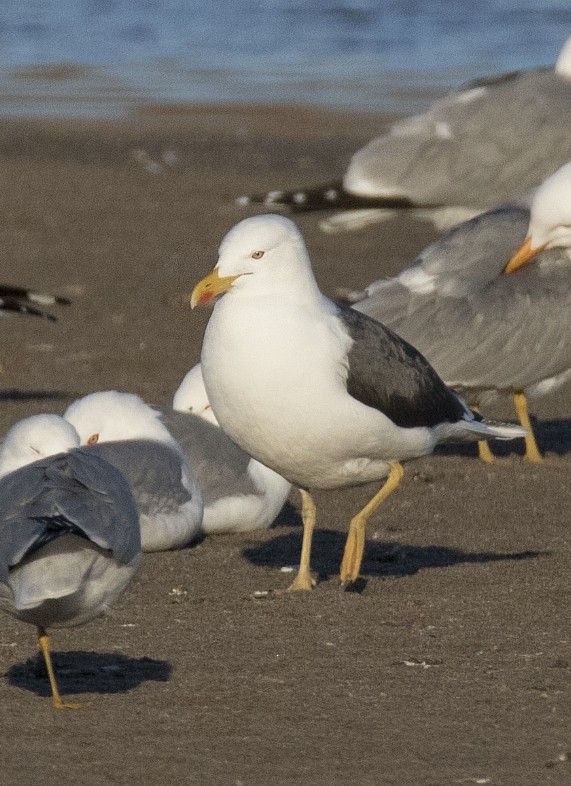 Lesser Black-backed Gull - Nick Saunders