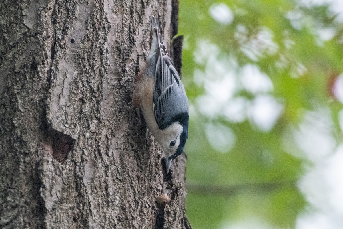 White-breasted Nuthatch - ML271787081