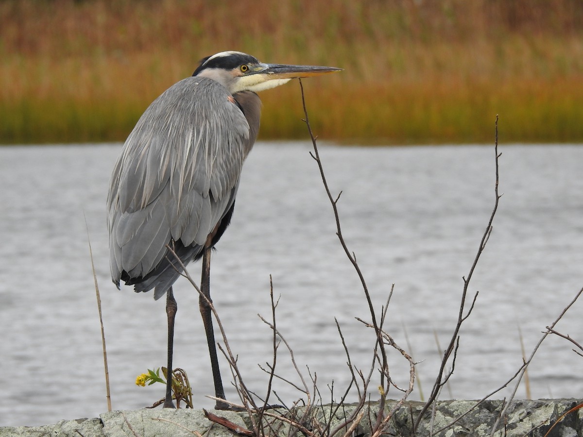 Great Blue Heron - Lucine Reinbold