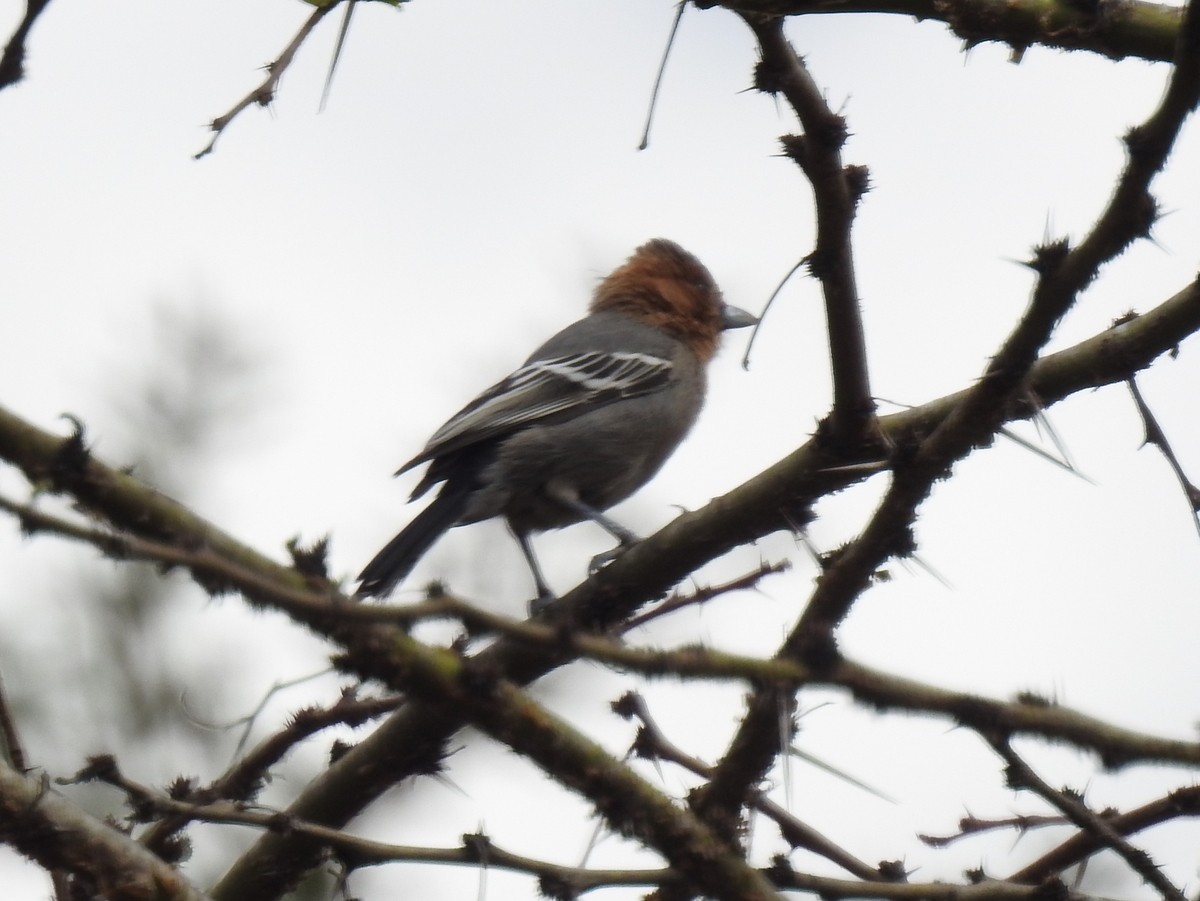 Red-throated Tit - ML271789061