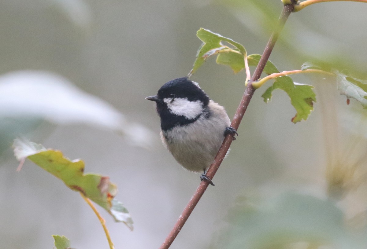 Coal Tit - ML271790171