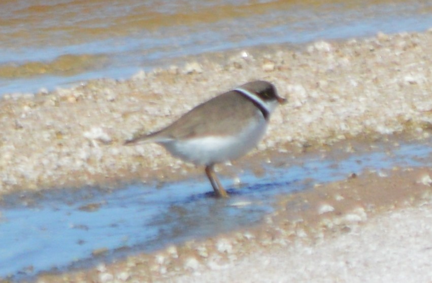 Semipalmated Plover - ML27179061