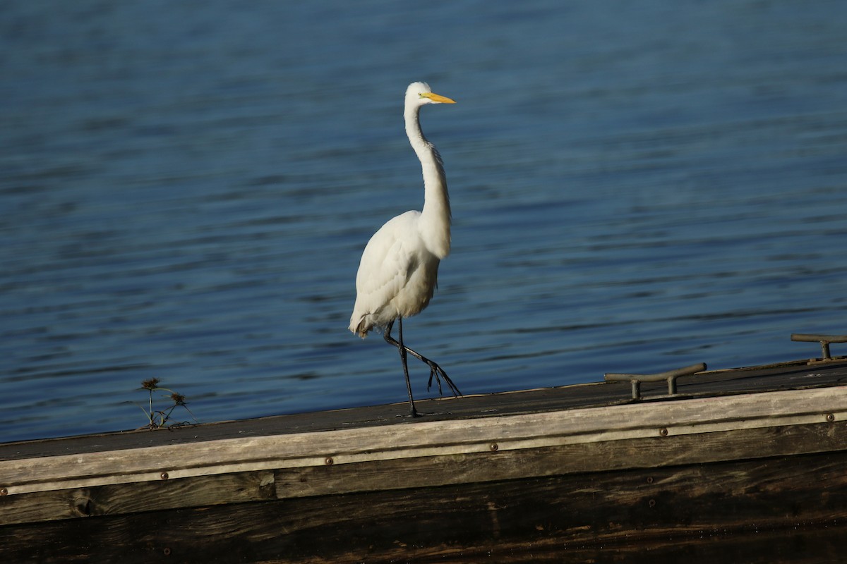 Great Egret - ML271791101