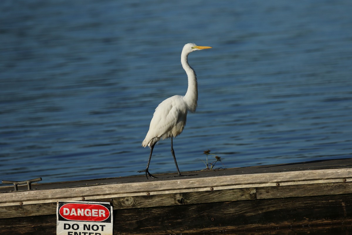 Great Egret - ML271791171