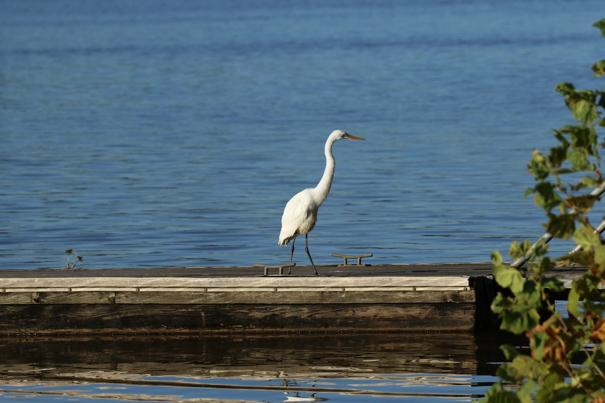Great Egret - ML271791231