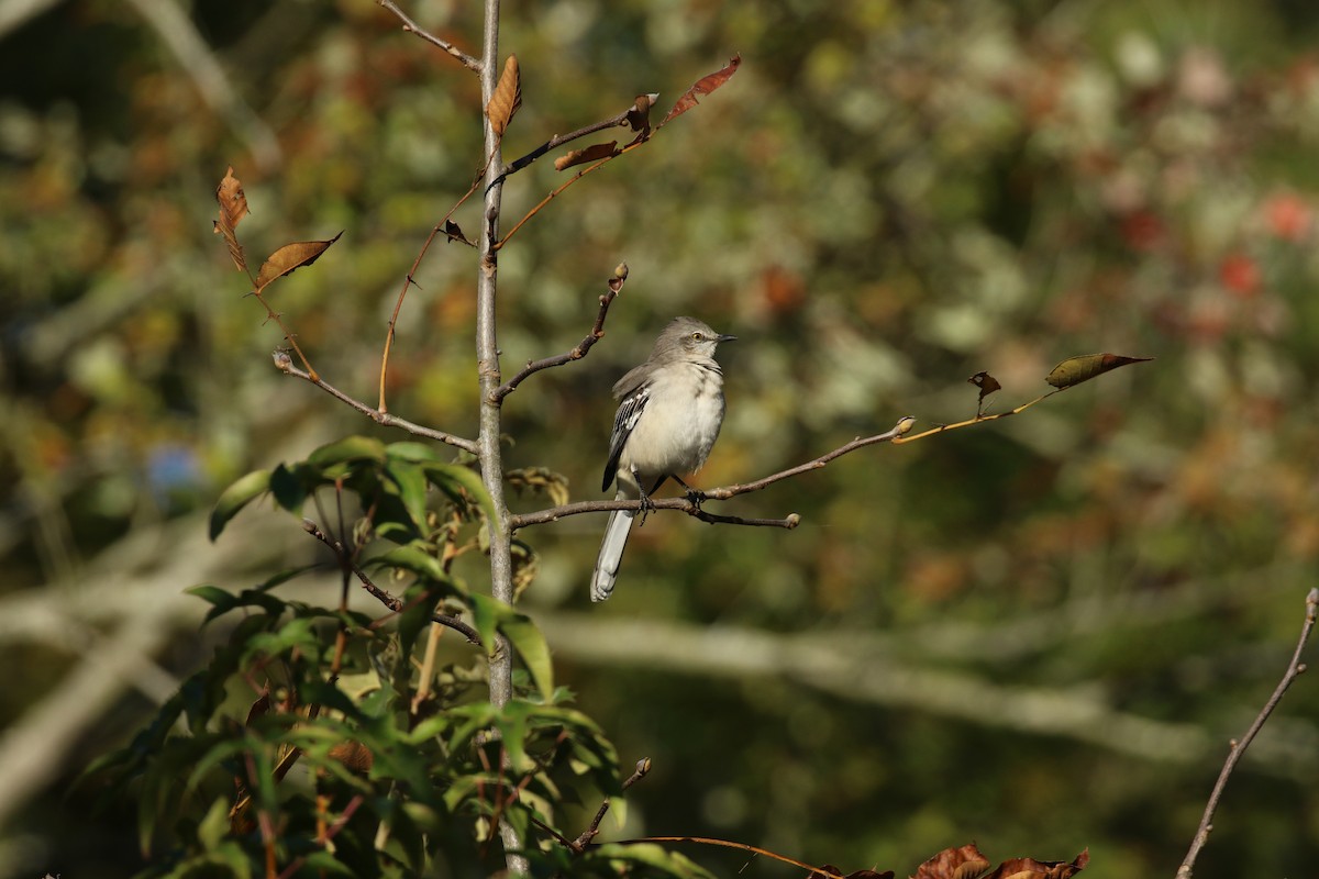 Northern Mockingbird - Sujata roy