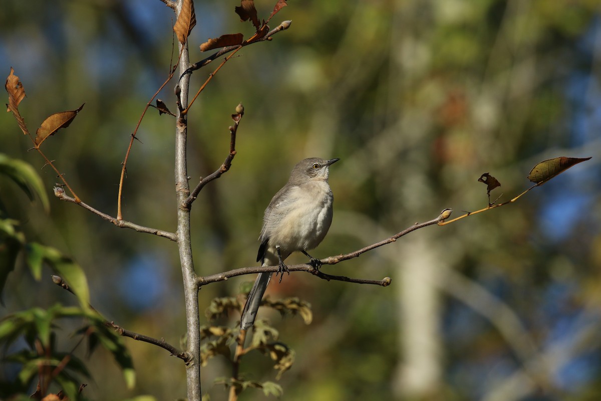 Northern Mockingbird - ML271791641