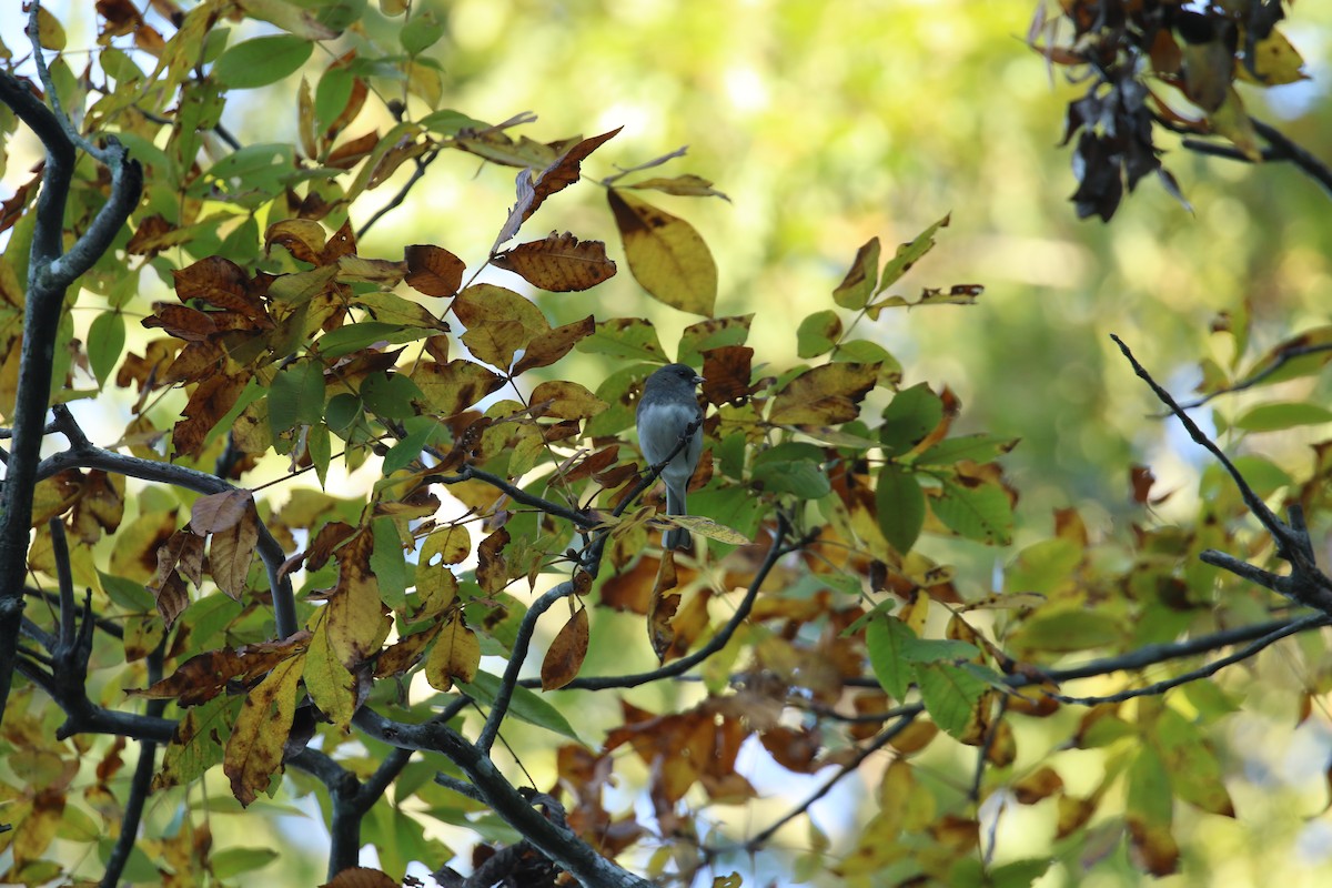 Dark-eyed Junco - ML271791721