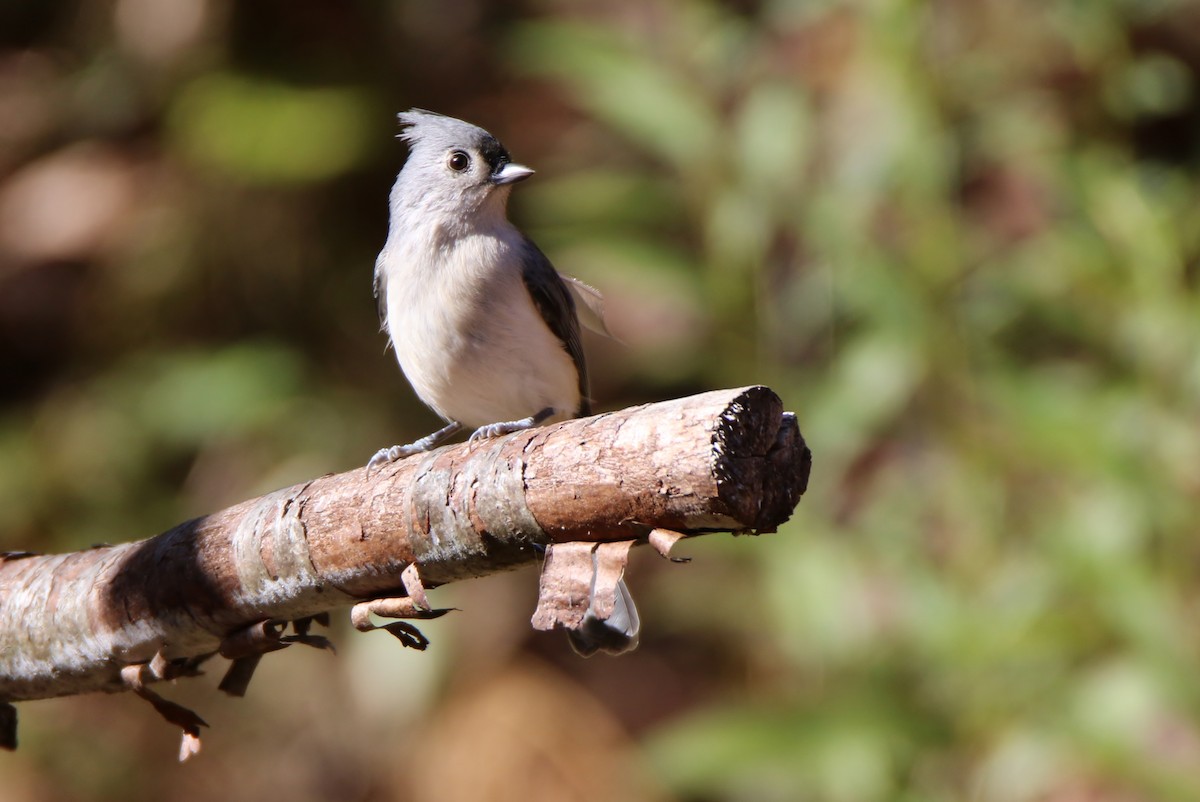 Tufted Titmouse - ML271793111