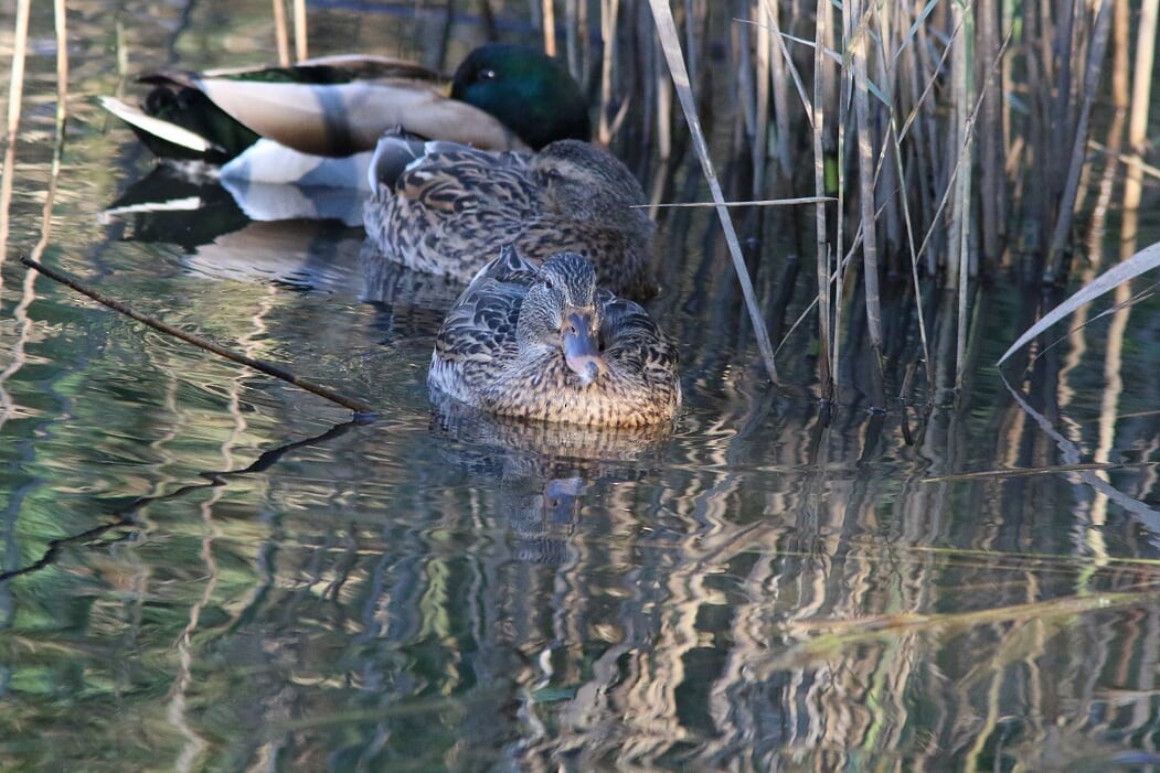 Mallard - ML271794111