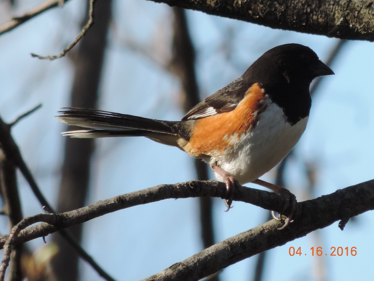 Eastern Towhee - ML27179421