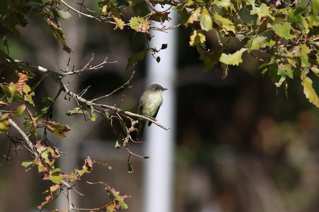 Eastern Phoebe - ML271794351