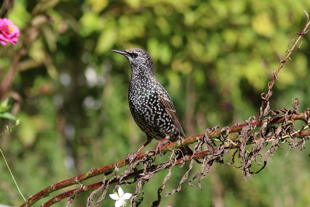 European Starling - ML271794531