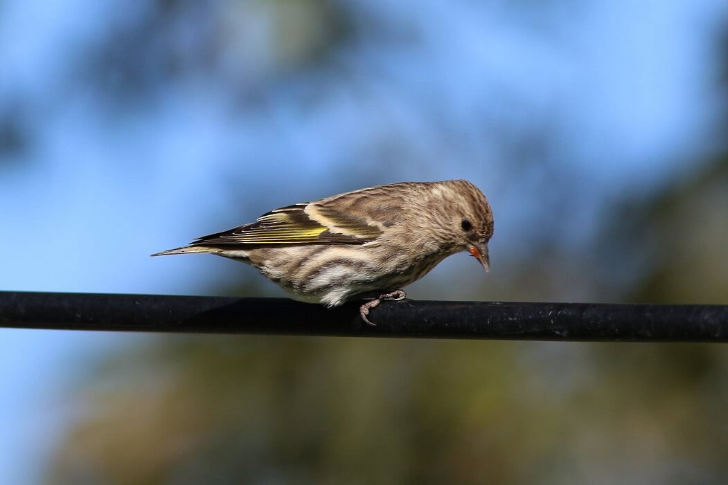 Pine Siskin - ML271794791