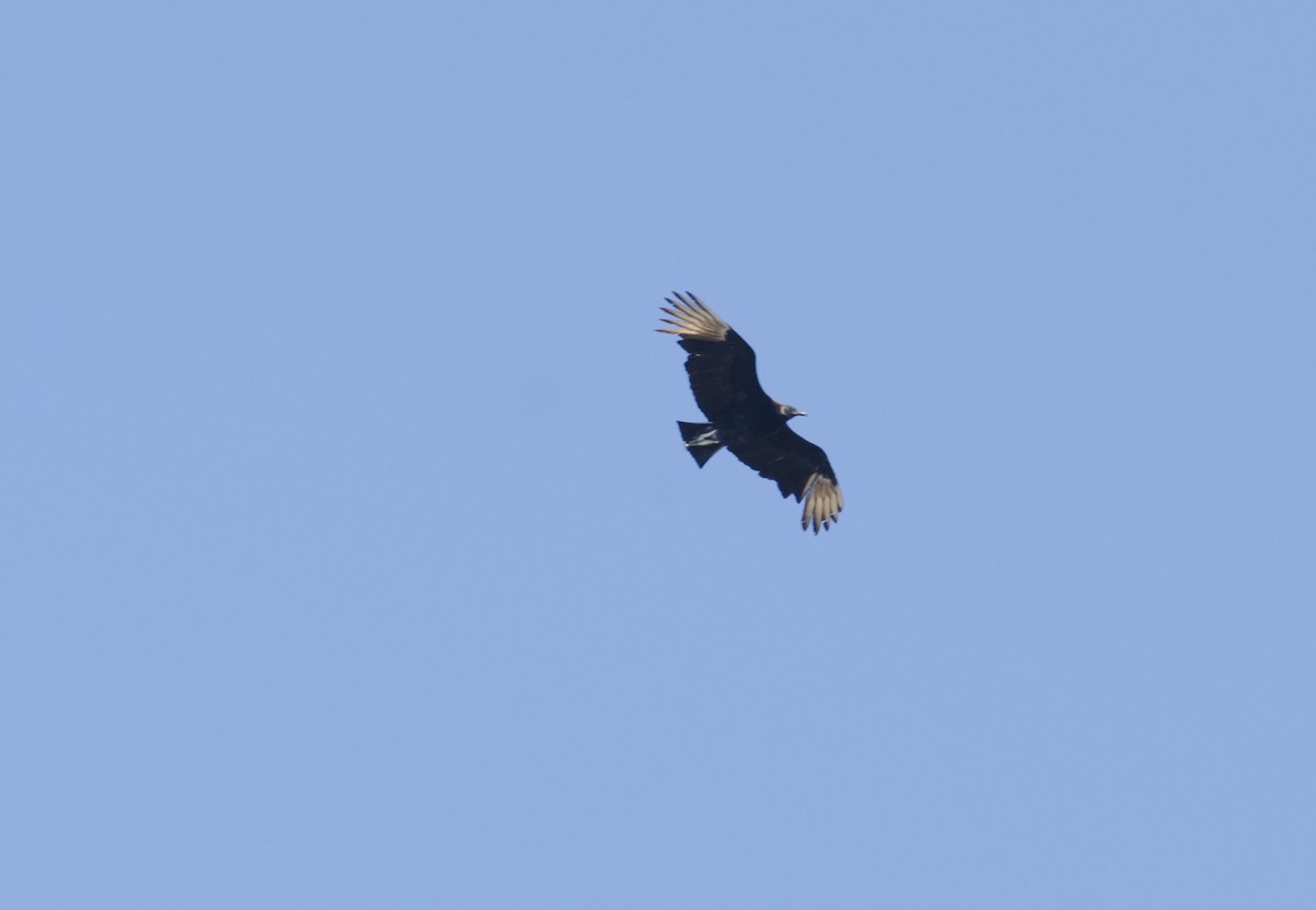 Black Vulture - ML271795071