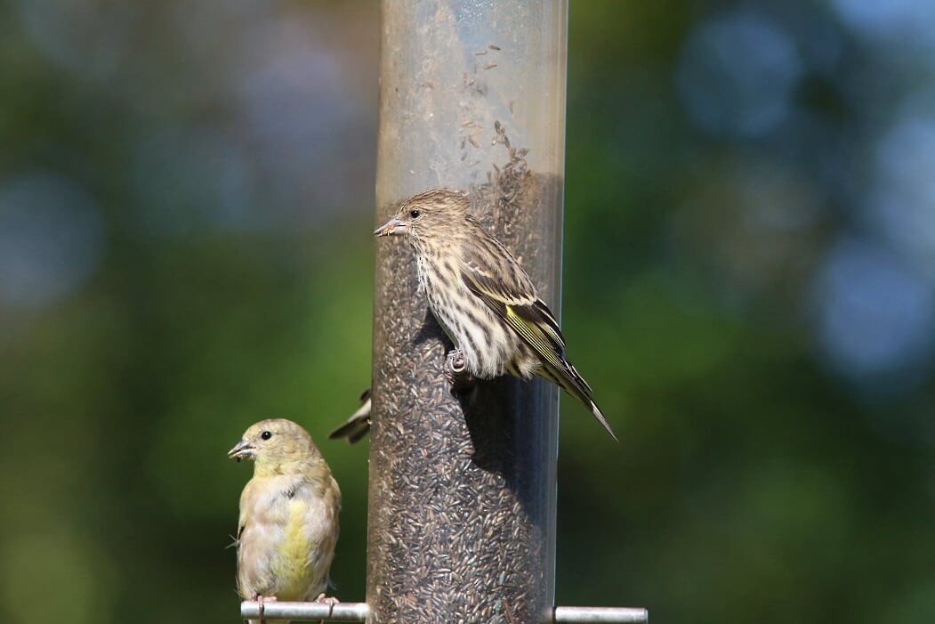 American Goldfinch - ML271795171