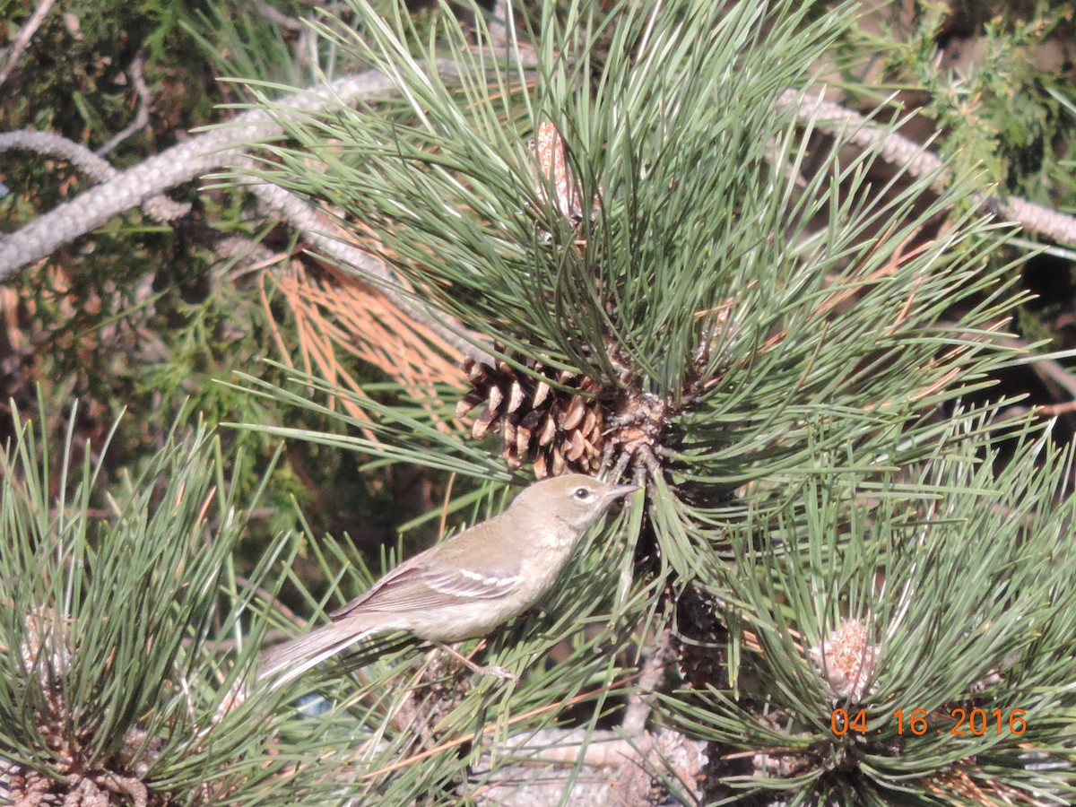 Pine Warbler - Rich Brown