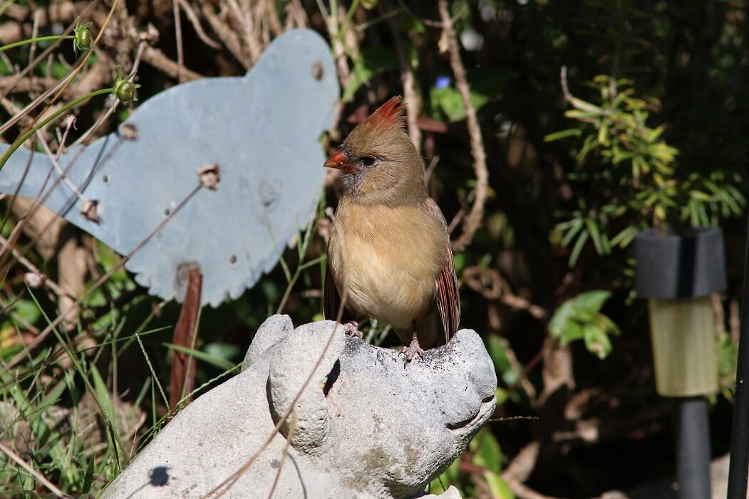 Northern Cardinal - ML271795511