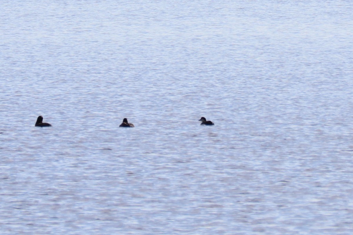 Black Scoter - Lisa Vitale