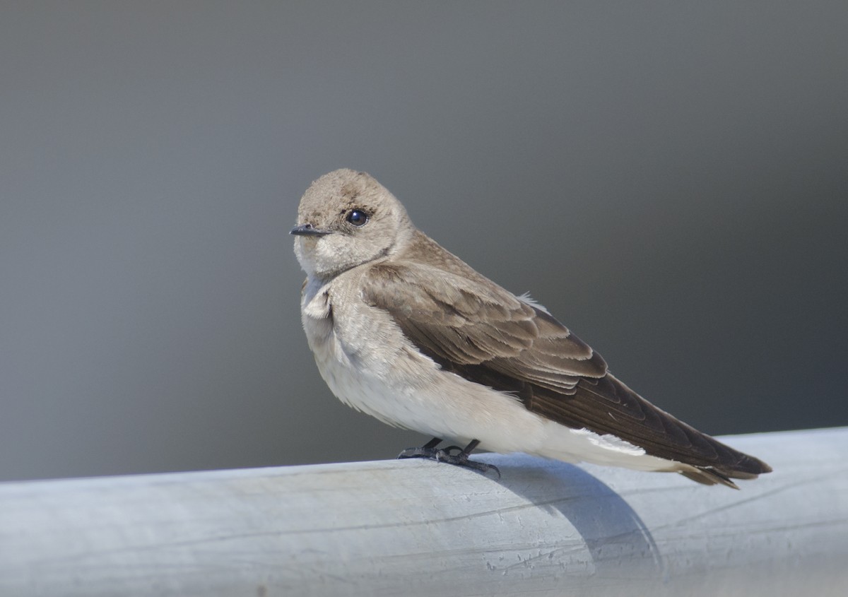 Northern Rough-winged Swallow - ML271797291