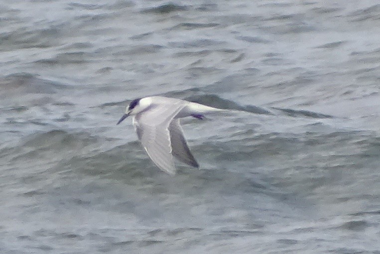 Common Tern - ML271801691